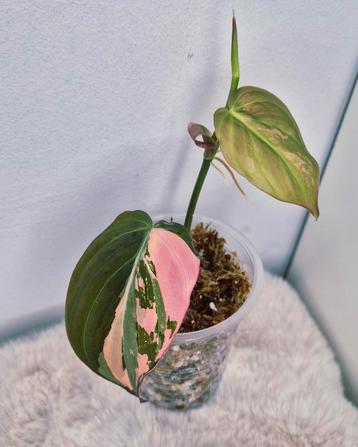 Philodendron micans pink Variegata  beschikbaar voor biedingen