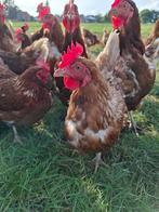 Legkippen, Dieren en Toebehoren, Pluimvee, Vrouwelijk, Kip