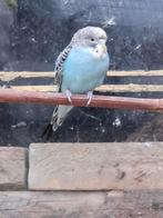 grasparkiet, Dieren en Toebehoren, Meerdere dieren, Parkiet