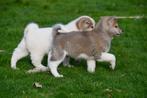 Akita pups te koop - Ouders aanwezig, Dieren en Toebehoren, CDV (hondenziekte), Meerdere, 8 tot 15 weken, Meerdere dieren