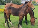 Mooi merrie veulen Extra Z x Quite Capitol, Dieren en Toebehoren, Paarden, Merrie, Springpaard, Gechipt, 0 tot 2 jaar