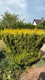 GRATIS struik / haag taxus, Tuin en Terras, Ophalen, Taxus, Haag