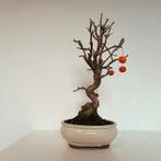 Malus bonsai, Tuin en Terras, In pot, Halfschaduw, Lente, Minder dan 100 cm