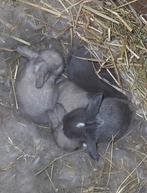 Super mooie Nederlandse dwerg hangoortjes te reserveren, Dieren en Toebehoren, Konijnen, Dwerg