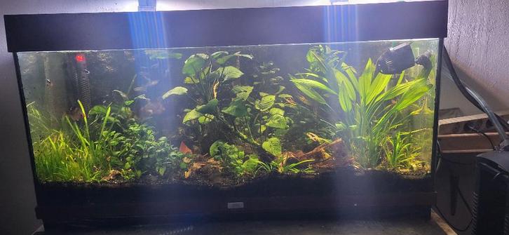 Aquarium, Dieren en Toebehoren, Vissen | Aquaria en Toebehoren, Gebruikt, Gevuld zoetwateraquarium, Ophalen of Verzenden