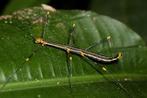 Oreophoetes peruana PSG 84 nymphs, Wandelende tak