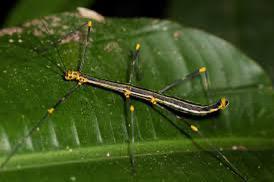 Oreophoetes peruana PSG 84 nymphs, Dieren en Toebehoren, Insecten en Spinnen, Wandelende tak