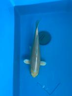 Yamabuki, Animaux & Accessoires, Poissons | Poissons d'étang, Carpe ou Koï