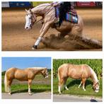 De aller liefste 6 jarige ruin, Dieren en Toebehoren, Paarden, Minder dan 160 cm, Gechipt, Ruin, Niet van toepassing