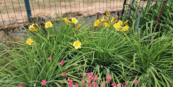 daglelie, Tuin en Terras, Planten | Tuinplanten, Ophalen