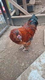 Lieve hanen zoeken een thuis, Dieren en Toebehoren