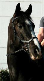 Passier, Isabelle Werth, Micklem hoofdstellen, Enlèvement, Comme neuf, Dressage