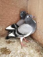 Duiven, Dieren en Toebehoren