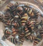 Slaketende slak, Anentome helena slak, Dieren en Toebehoren, Vissen | Aquariumvissen