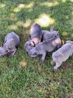 Blauw-Grijs Franse bulldog, Dieren en Toebehoren, Honden | Bulldogs, Pinschers en Molossers, België, CDV (hondenziekte), 8 tot 15 weken