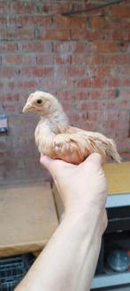Gele Van Haspengouw kippen en hanen, Meerdere dieren, Kip