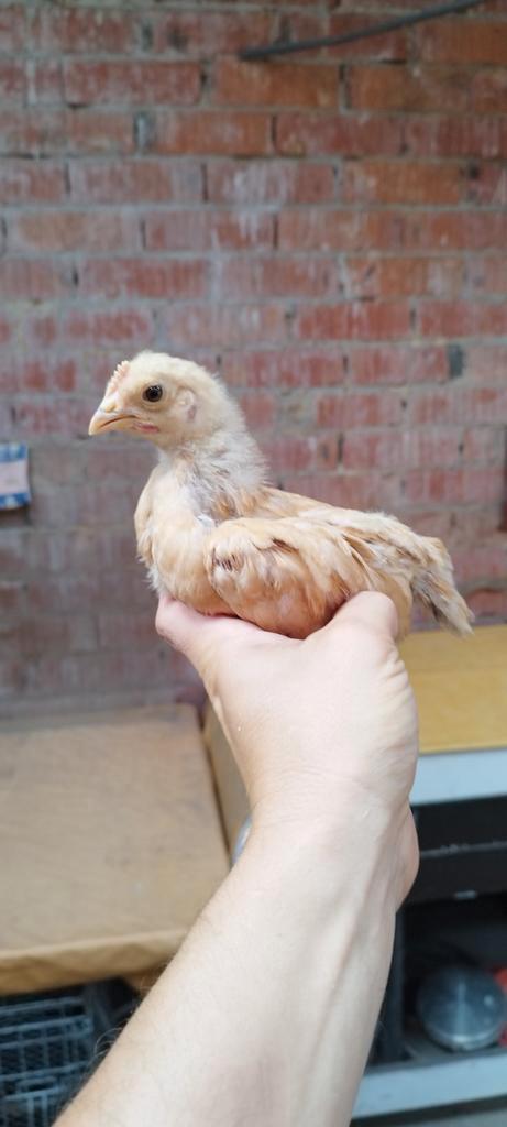 Gele Van Haspengouw kippen en hanen, Dieren en Toebehoren, Pluimvee, Kip, Meerdere dieren