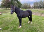 Zwarte pony hengst, Dieren en Toebehoren, Pony's, B, Springpony, 0 tot 2 jaar, Hengst