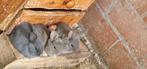 dwergkonijn, Dieren en Toebehoren
