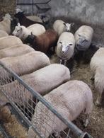Schapen ooien rammen, Dieren en Toebehoren