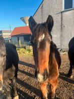 Merrieveulen, Dieren en Toebehoren, 0 tot 2 jaar, 160 tot 165 cm, Onbeleerd, Recreatiepaard