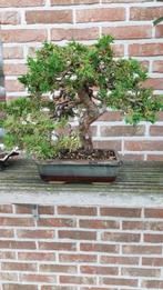 Bonsai Juniperus Chinensis, Ophalen, Volle zon