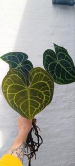 Anthurium Clarinervium, Ophalen