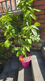 citronnier, Tuin en Terras, Planten | Fruitbomen, Citroenboom