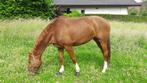 Fokmerrie (dressuur), Dieren en Toebehoren, Merrie