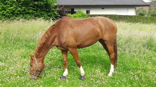 Fokmerrie (dressuur), Dieren en Toebehoren, Paarden en Pony's | Dekhengsten en Fokmerries, Merrie