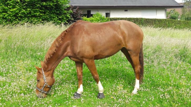 Fokmerrie (dressuur), Dieren en Toebehoren, Paarden en Pony's | Dekhengsten en Fokmerries, Merrie