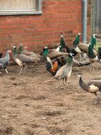 Jonge blauwe pauwen, Animaux & Accessoires