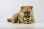 Pomeranians - Belgisch fokker van Pomeriaantjes, Dieren en Toebehoren, Meerdere, Keeshond, 8 tot 15 weken, Meerdere dieren