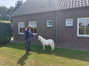 Super mooi miniatuur paardje beschikbaar voor biedingen