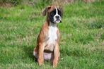 Boxer pups te koop, Dieren en Toebehoren, Honden | Bulldogs, Pinschers en Molossers, 15 weken tot 1 jaar, Overige rassen, Buitenland
