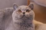 blauw brits korthaar poes Inaya, Dieren en Toebehoren, Katten en Kittens | Raskatten | Korthaar, Poes, Gechipt, 0 tot 2 jaar