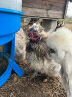 Zijdehoen haan, Dieren en Toebehoren, Pluimvee, Mannelijk, Kip