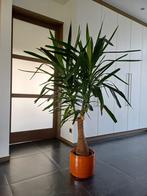 kamerplant YUCCA, Huis en Inrichting, Kamerplanten, Ophalen, Halfschaduw, Yucca, 150 tot 200 cm