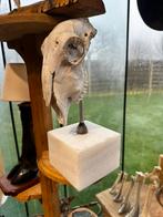 Schedel schaap, Ophalen