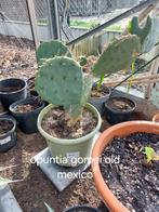 Opuntia gomei old mexico nr 12, Tuin en Terras, Planten | Tuinplanten, Winter, Ophalen