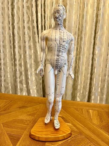 Acupunctuurmodel menselijk lichaam 40 cm  beschikbaar voor biedingen