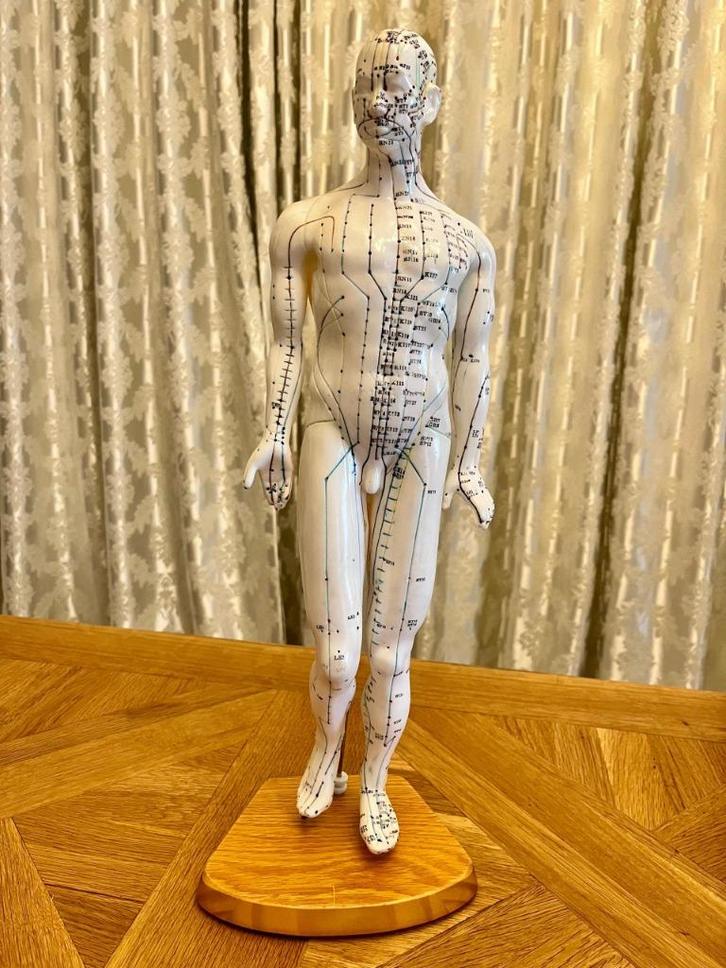 Acupunctuurmodel menselijk lichaam 40 cm, Boeken, Wetenschap, Zo goed als nieuw, Overige wetenschappen, Ophalen