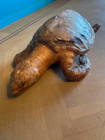 Opgezette zeeschildpad beschikbaar voor biedingen