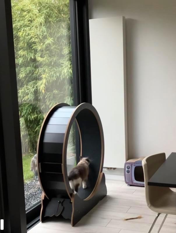 Roue pour chat de 110 cm de diamètre (Mondeer), Animaux & Accessoires, Accessoires pour chats, Neuf, Enlèvement