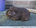 deze cavia's mogen het nestje verlaten, Dieren en Toebehoren, Knaagdieren, Cavia, Juli, Meerdere dieren, Tam