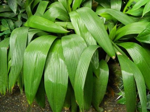 Curculigo Capitulata, Jardin & Terrasse, Plantes | Jardin, Plante fixe, Autres espèces, Mi-ombre, Été, Enlèvement