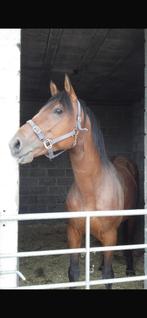 Te koop. Mooie springhengst 13 jaar., Dieren en Toebehoren, Paarden, Springpaard, Niet van toepassing, Hengst, Gechipt