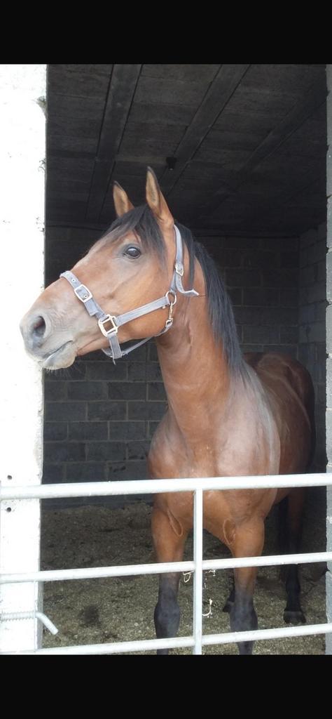 Te koop. Mooie springhengst 13 jaar., Dieren en Toebehoren, Paarden, Hengst, Niet van toepassing, 170 tot 175 cm, 11 jaar of ouder