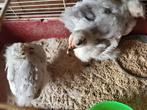 Trio cochin kriel parel grijs, Dieren en Toebehoren, Pluimvee