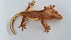 Crested gecko wimpergekko man